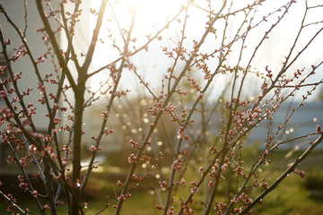 Pink apricot tree buds in early spring
