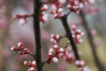 Pink apricot tree buds in early spring
