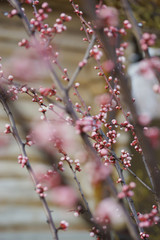 Pink apricot tree buds in early spring