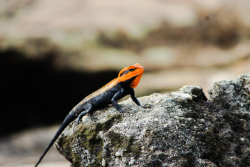 Orange Head lizard