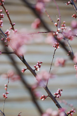 Pink apricot tree buds in early spring