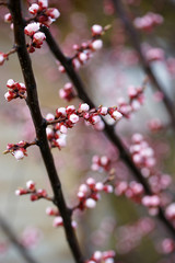 Pink apricot tree buds in early spring