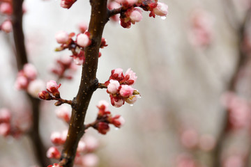 Pink apricot tree buds in early spring