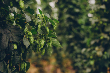 Ripe Hop cones on a background of sunlight. The concept of making natural fresh beer, brewing . Artistic tint, format with copy space. Clouse up, panoramic view.