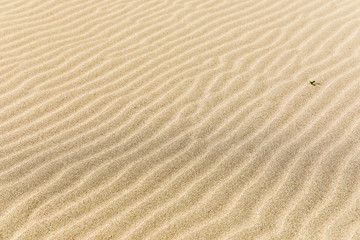 Fototapeta na wymiar Waves of sand, iztuzu, Dalyan, Turkey.
