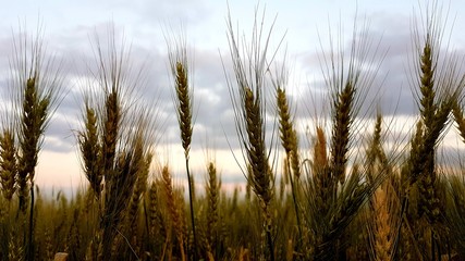 Obraz premium wheat field at sunset