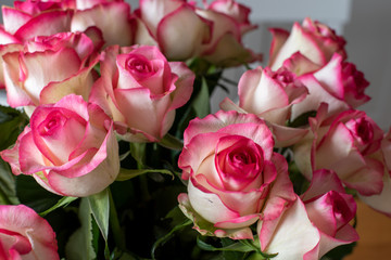 Pink rose 2