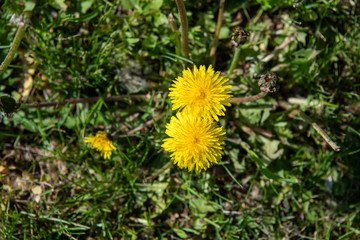 Dandelion on green grass