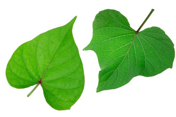 sweet potato leaf isolated on white