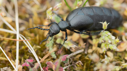 Oleica Fioletowa Meloe proscarabaeus
