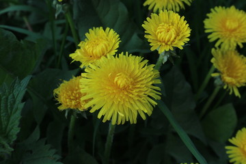 yellow dandelion flower
