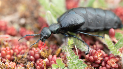 Oleica Fioletowa Meloe proscarabaeus
