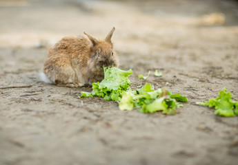 rabbit eat grass