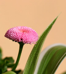 Kwiaty stokrotki w słońcu © mkupiec7