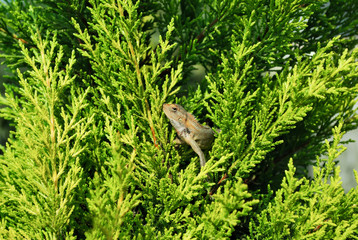 Lizard sitting on Green Plant enjoying the morning sun. Wildlife in Nepal's rainforest, serious-looking Lizard 
 animal