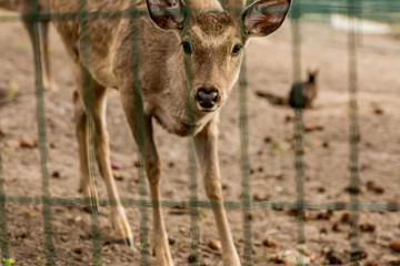 
deer in a cage at the zoo