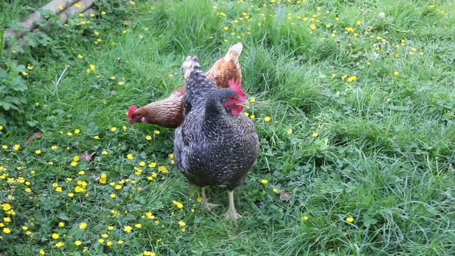 Duo de poules