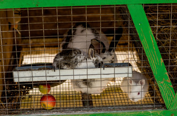
rabbits in a cage