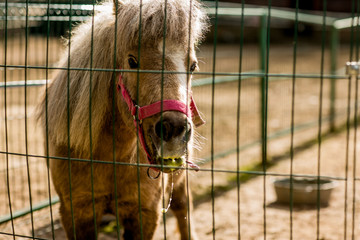 
pony in the cage eat grass