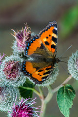 Insects in macro. Butterfly in the garden
