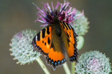 Insects in macro. Butterfly in the garden