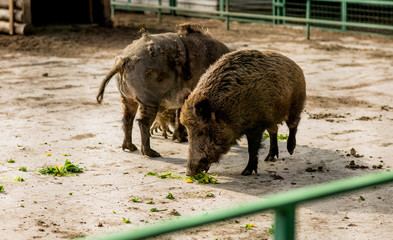 
boars with piglets in a cage