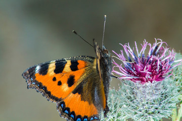 Insects in macro. Butterfly in the garden