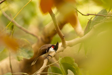 red whiskered  bulbul