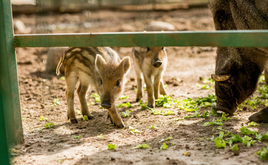 
boars with piglets in a cage
