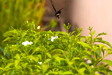 butterfly hovering over a green leaf and white flowers
