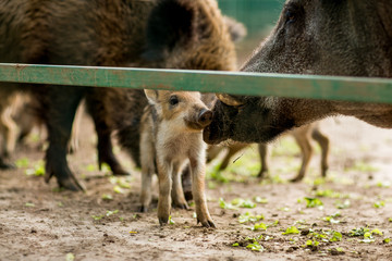 
boars with piglets in a cage