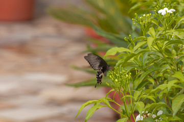 hovering butterfly against lush green plants