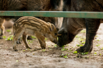 
boars with piglets in a cage