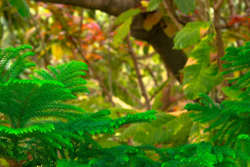 colour riot in a forest framed in a fern leaves