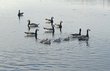 Family of Barnacle geese (Branta leucopsis) with chicks in water