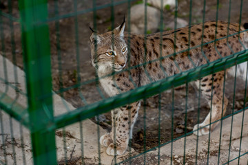 
lynx in a cage