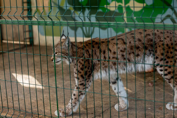 
lynx in a cage