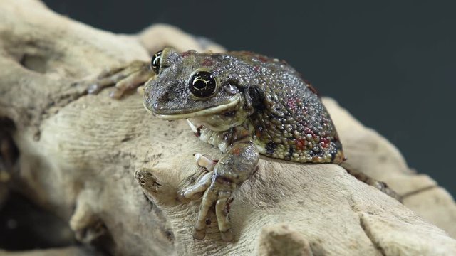 Frog sitting on a stone on wooden snag in black background. Close up. Slow motion