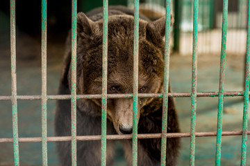 
caged bears