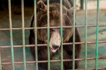 
caged bears