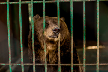 
caged bears