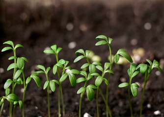 Sprouting seedlings in a box.