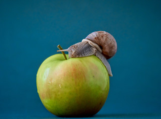 Snail on apple on background. © Kulbabka