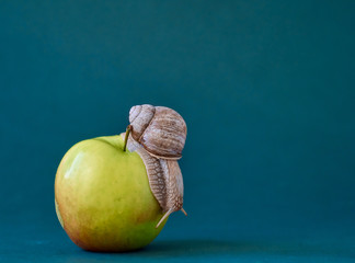 Snail on apple on background. © Kulbabka