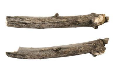 Tree branch or stick isolated on white background. Item for mock up, scene creator and other design