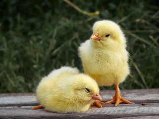 Little chickens on the farm.