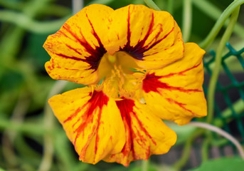 Nasturtium Flower