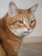 Closeup portrait of a charismatic serious cat. Vertical format. High quality photo