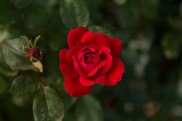 red rose in full bloom photographed from the top