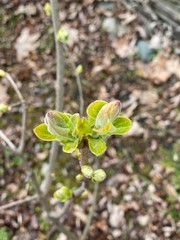 Почки сирени